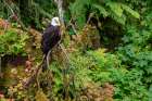 USA, Alaska. Bald eagle at Anan Bear Observatory. Art Print